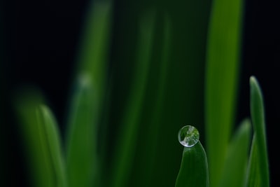 The drops on green leaves
